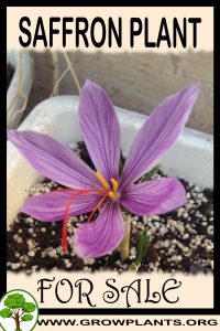 Saffron plant for sale