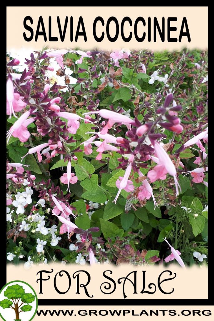 Salvia coccinea for sale