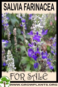 Salvia farinacea for sale