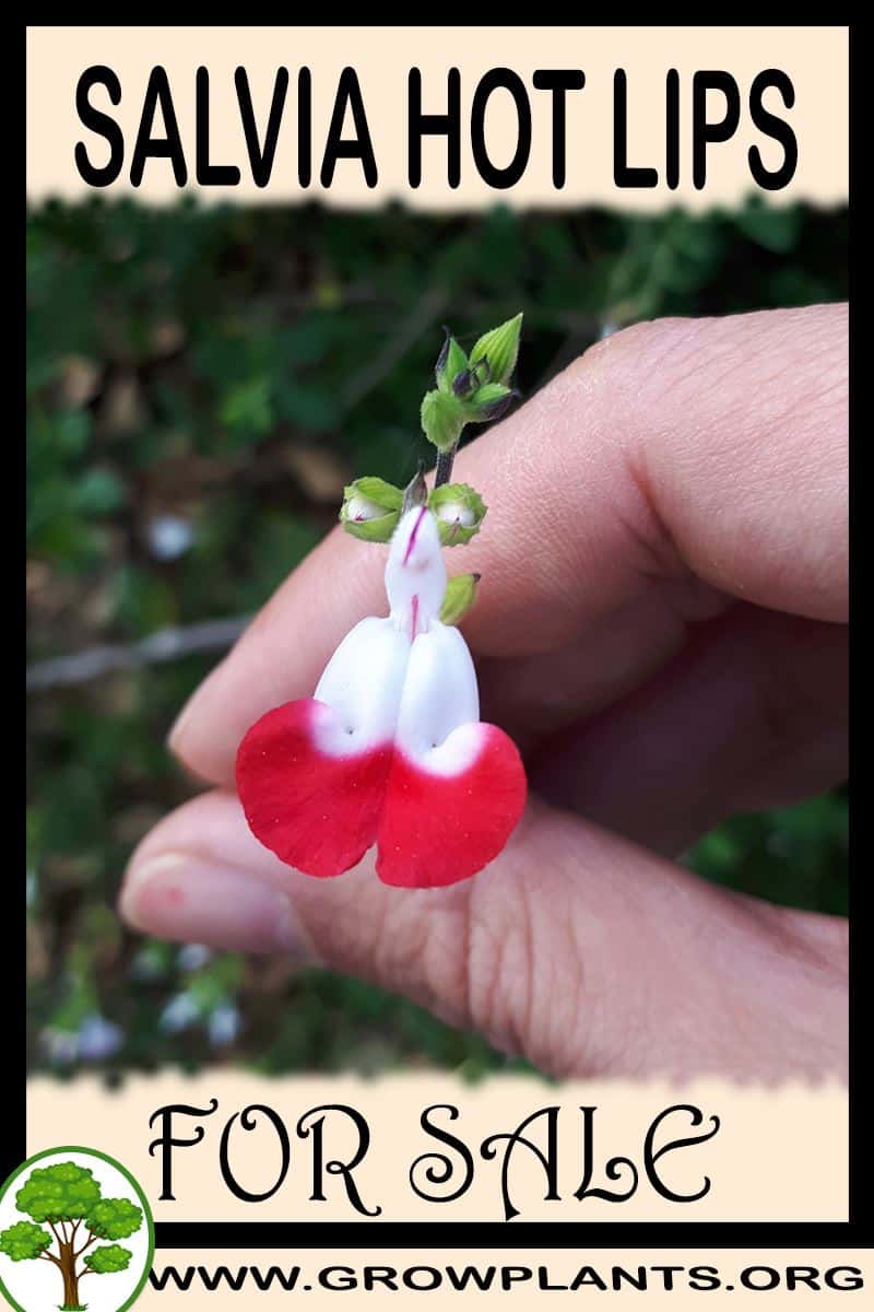 Salvia hot lips for sale