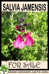 Salvia jamensis for sale