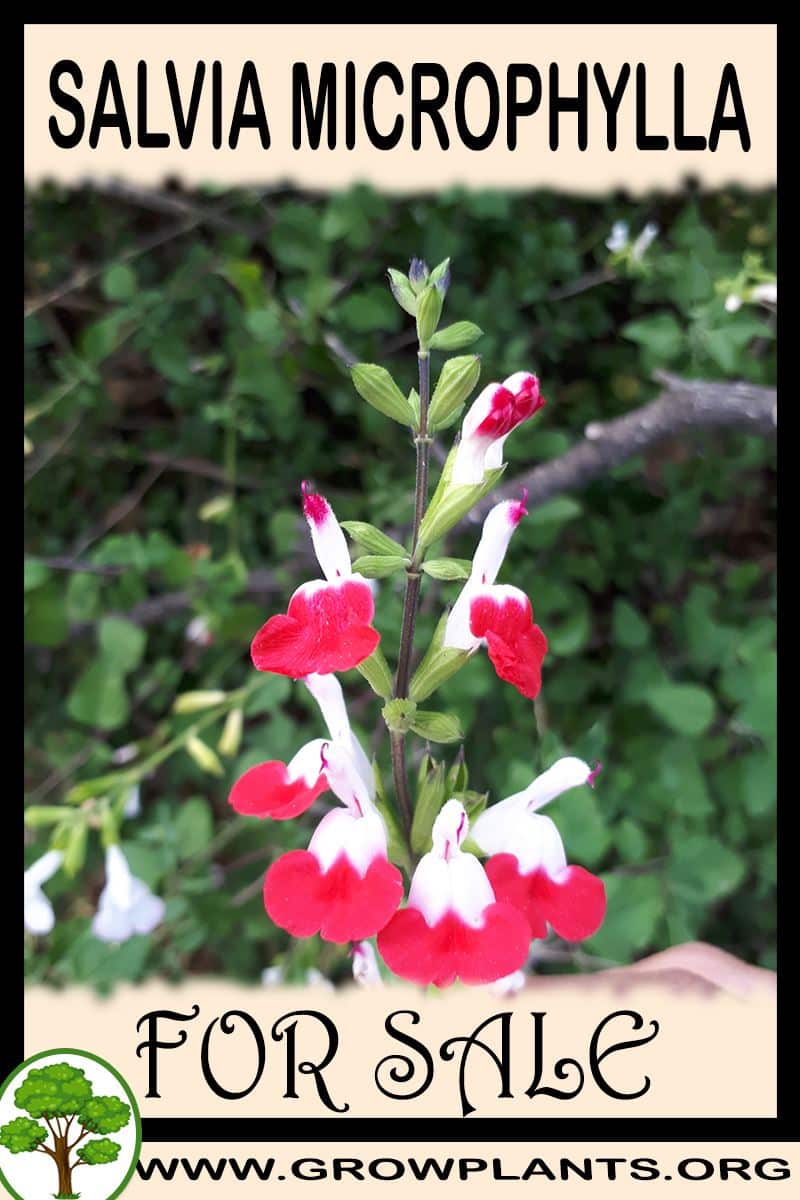 Salvia microphylla for sale