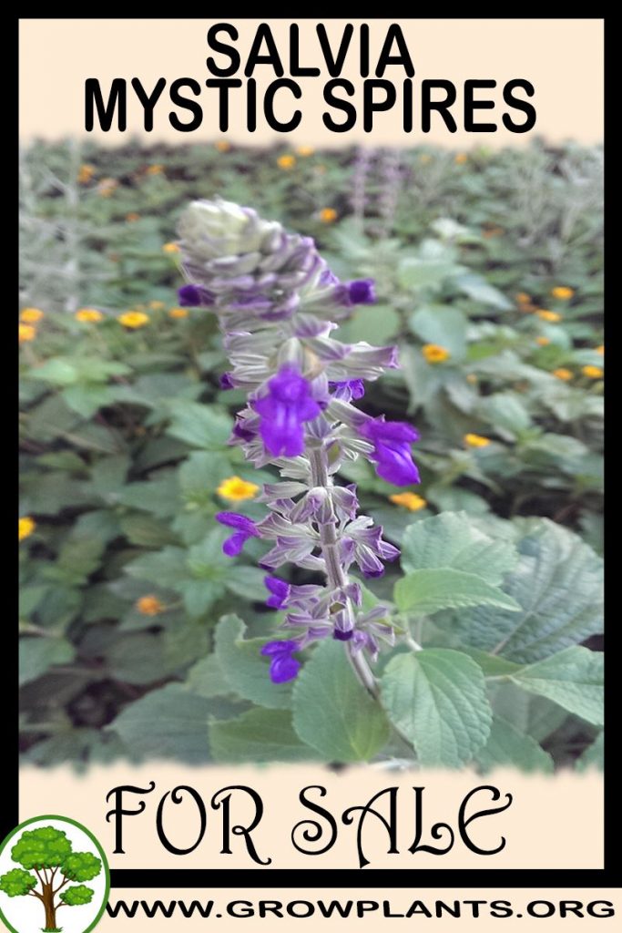 Salvia mystic spires for sale
