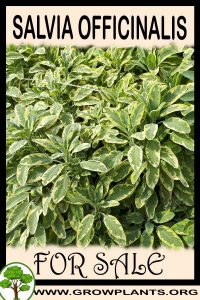 Salvia officinalis for sale
