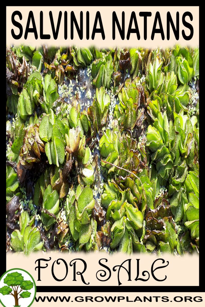 Salvinia natans for sale