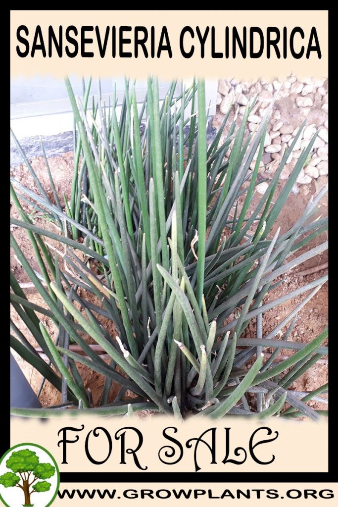 Sansevieria Cylindrica - How To Grow & Care