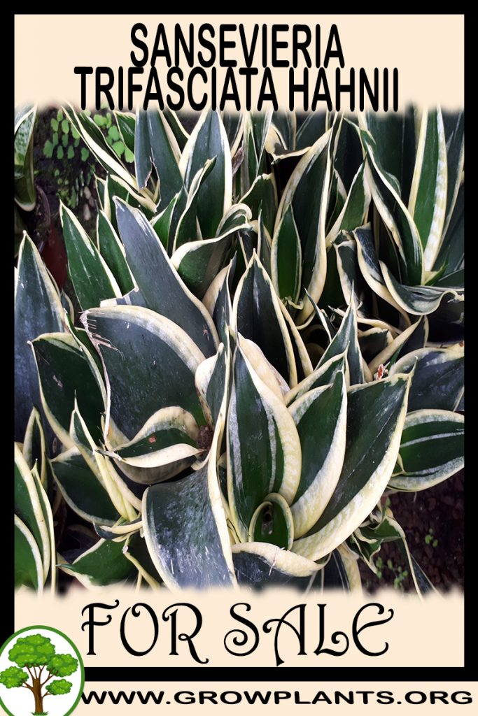Sansevieria trifasciata Hahnii for sale
