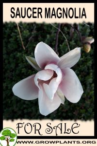 Saucer magnolia for sale