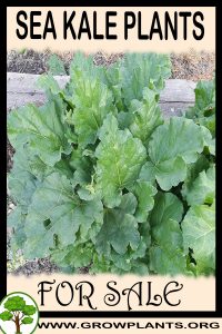 Sea kale plants for sale