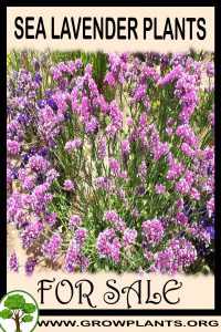Sea lavender plants for sale