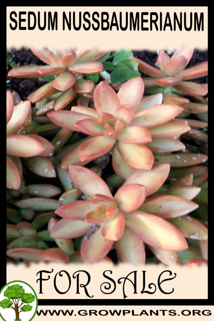Sedum nussbaumerianum for sale