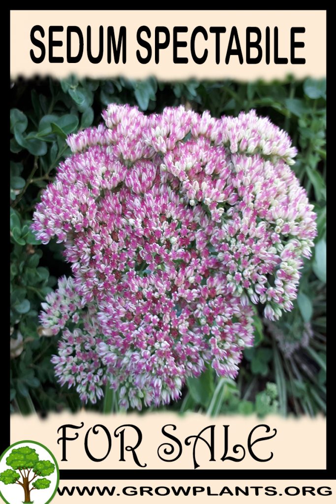 Sedum spectabile for sale