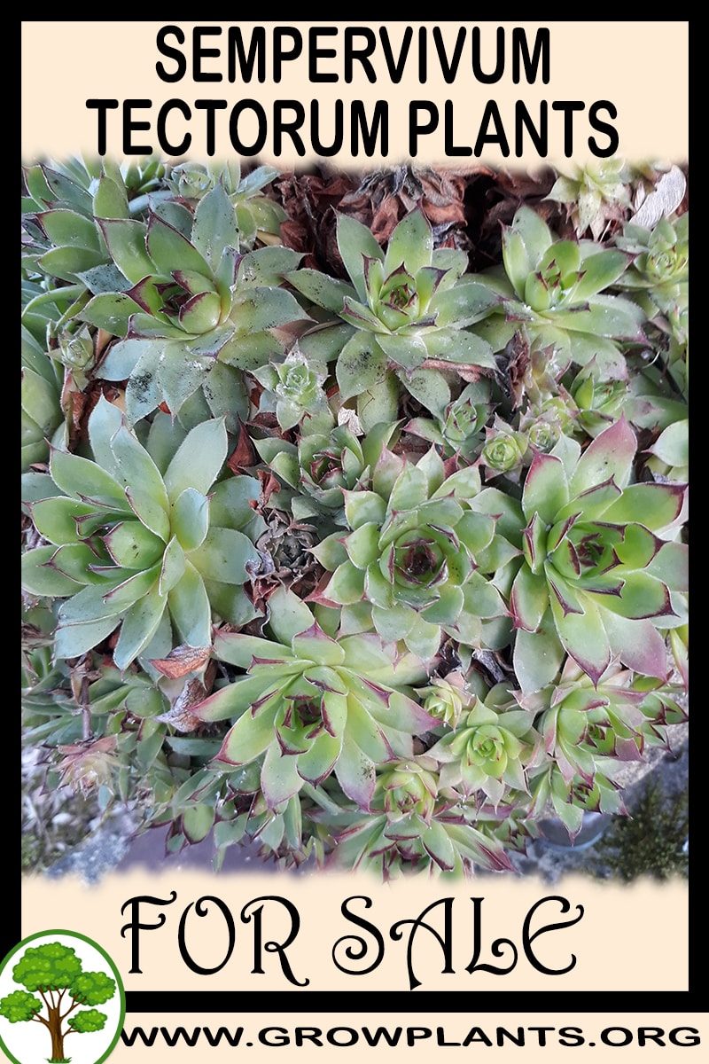 Sempervivum tectorum plants for sale