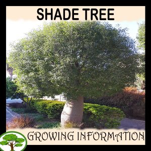 Shade trees