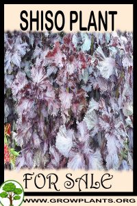 Shiso plant for sale
