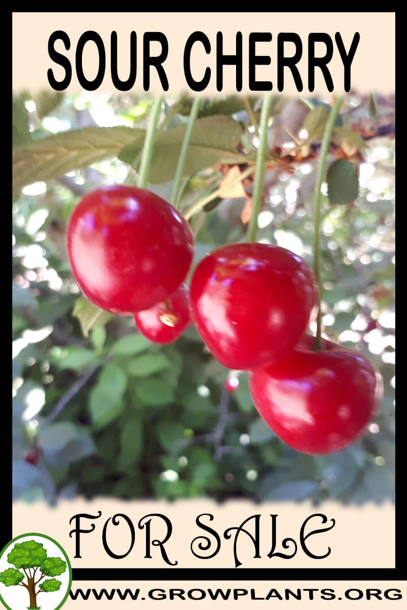 Sour cherry for sale
