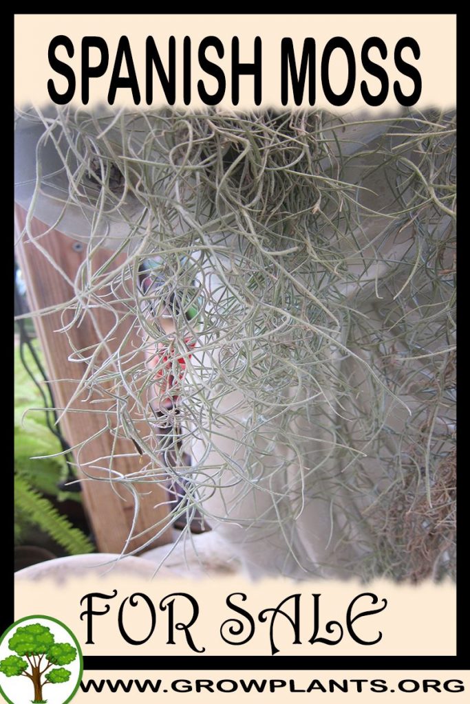 Spanish moss for sale