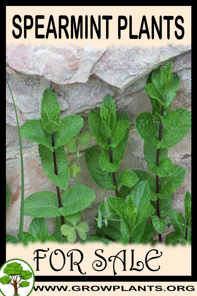 Spearmint plants for sale