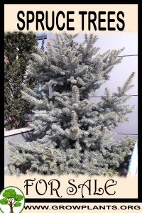 Spruce trees for sale
