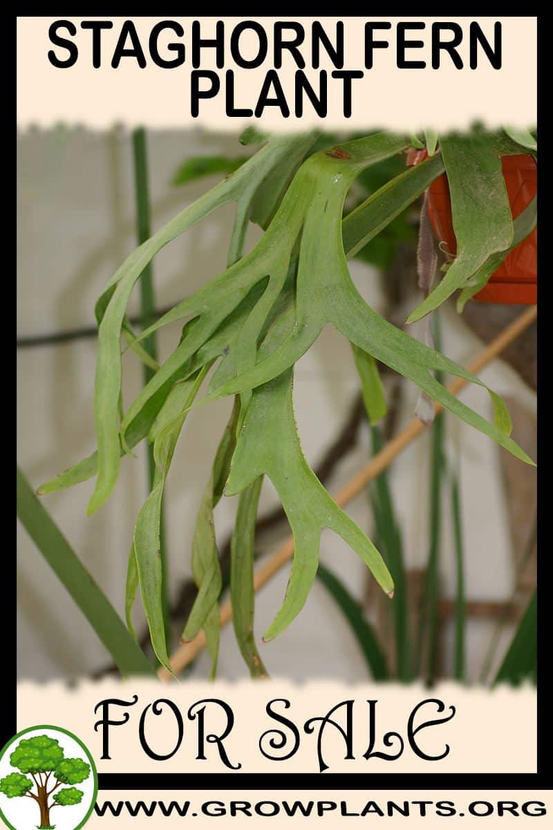 Staghorn fern plant for sale