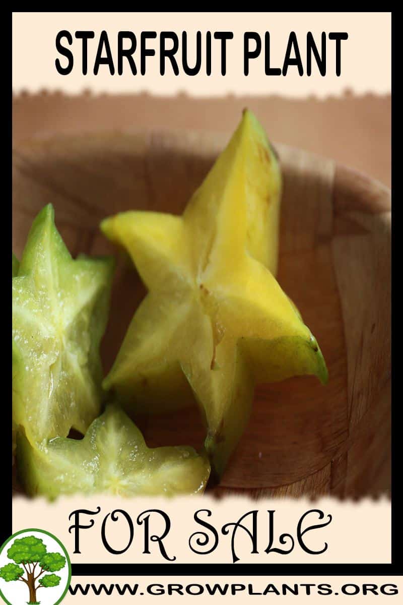 Starfruit for sale