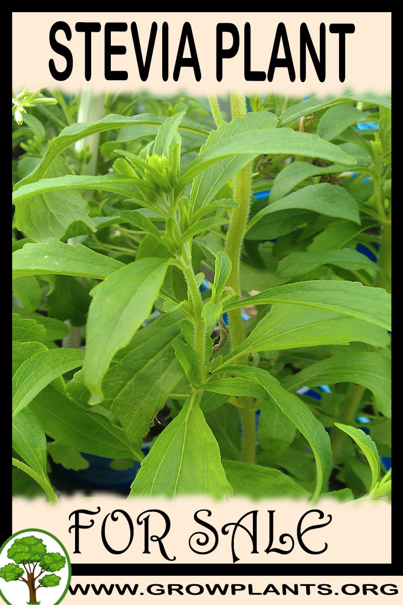 Stevia plant for sale