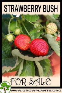 Strawberry bush for sale