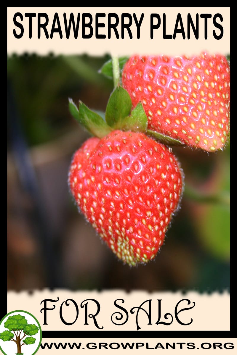 Strawberry plants for sale