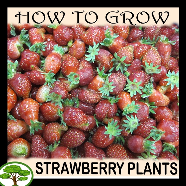 Strawberry plants - all need to know