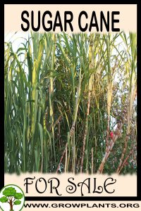 Sugar cane for sale