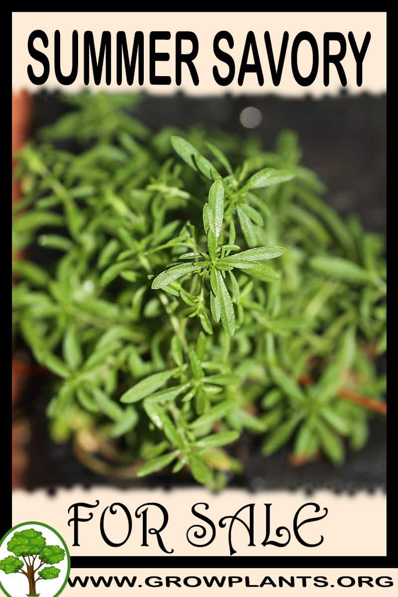 Summer savory for sale