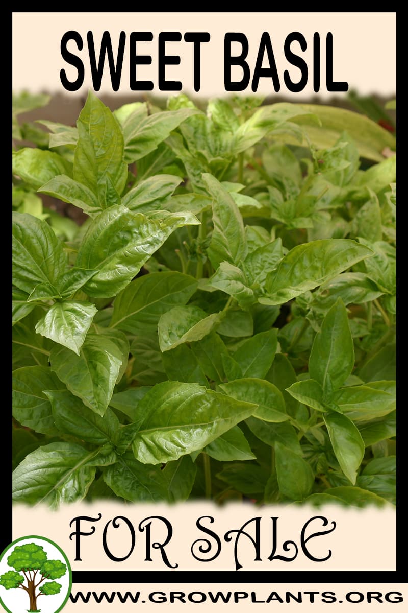 Sweet basil for sale