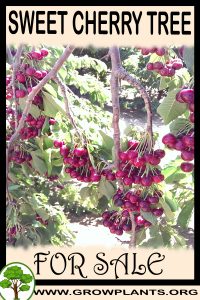 Sweet cherry tree for sale