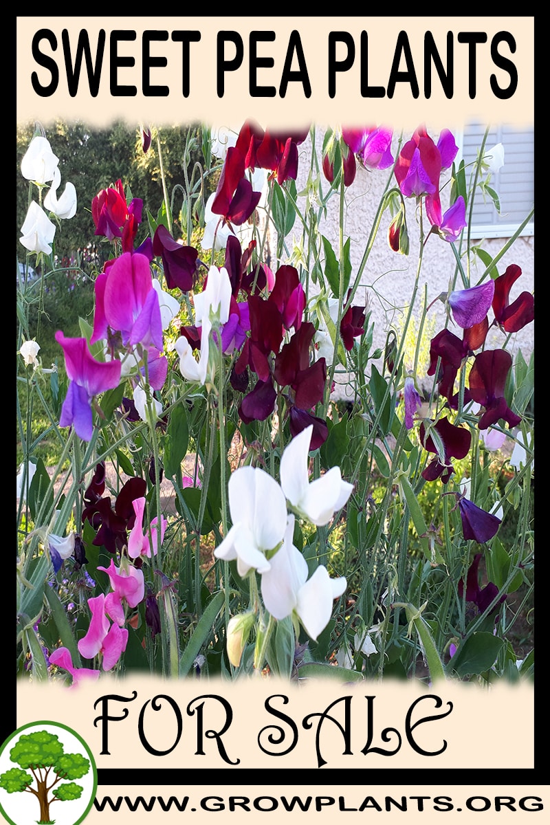 Sweet pea plants for sale