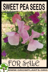 Sweet pea seeds for sale