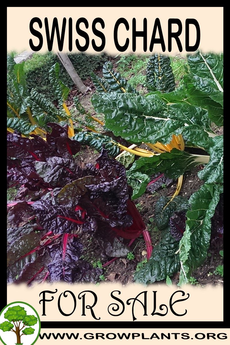 Swiss chard for sale