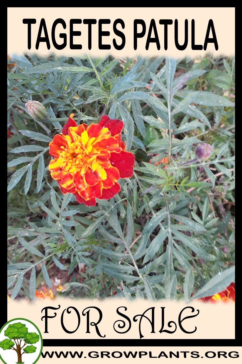 Tagetes patula for sale