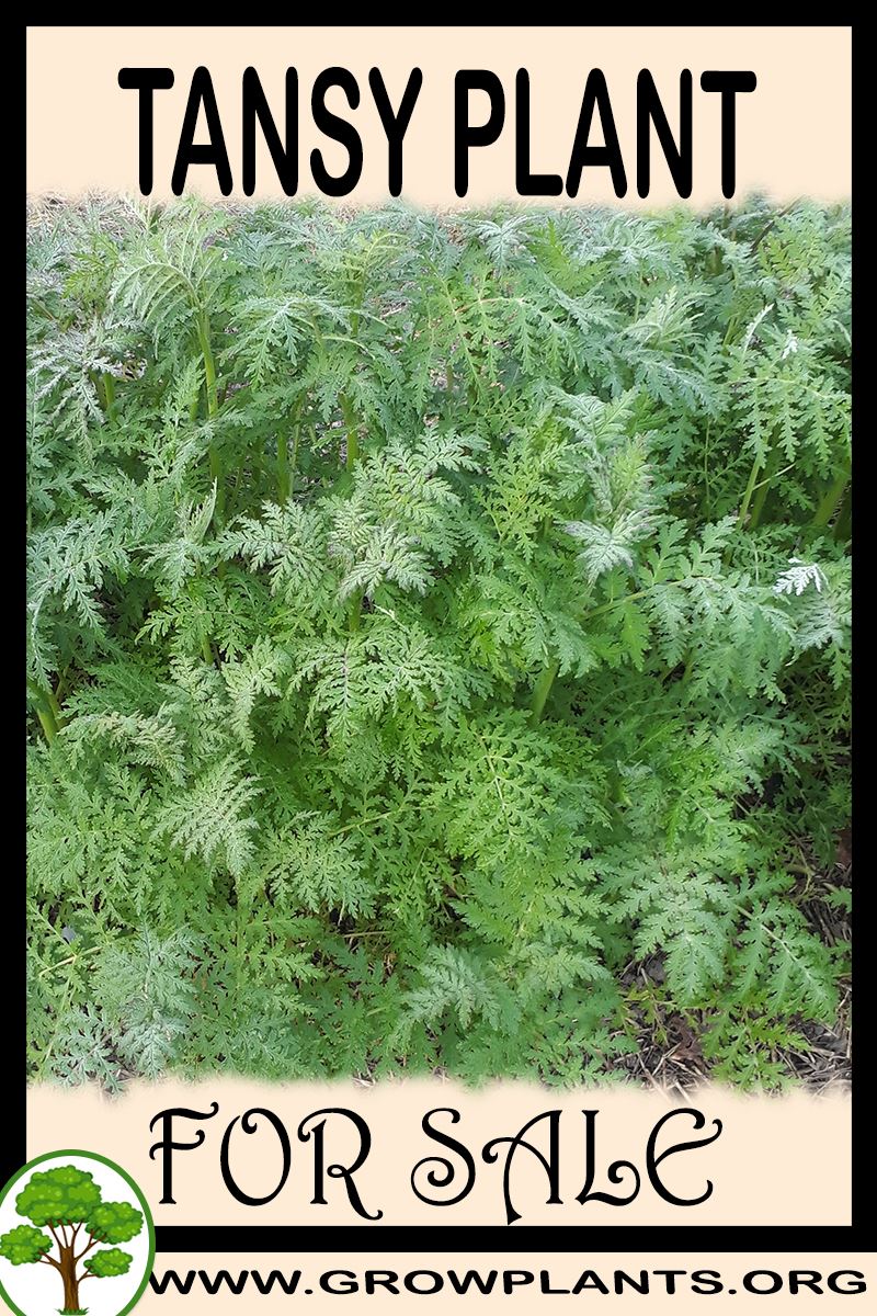 Tansy plant for sale