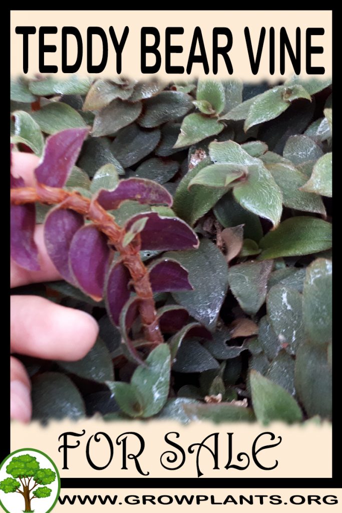 Teddy Bear vine for sale