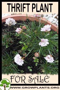 Thrift plant for sale