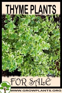 Thyme plants for sale