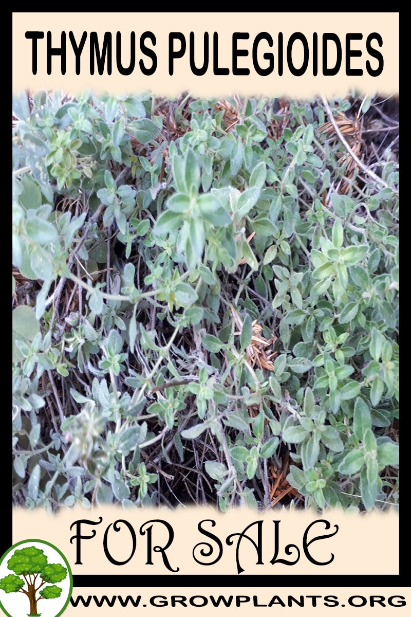 Thymus pulegioides for sale