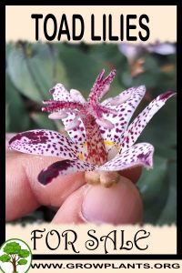 Toad lilies for sale
