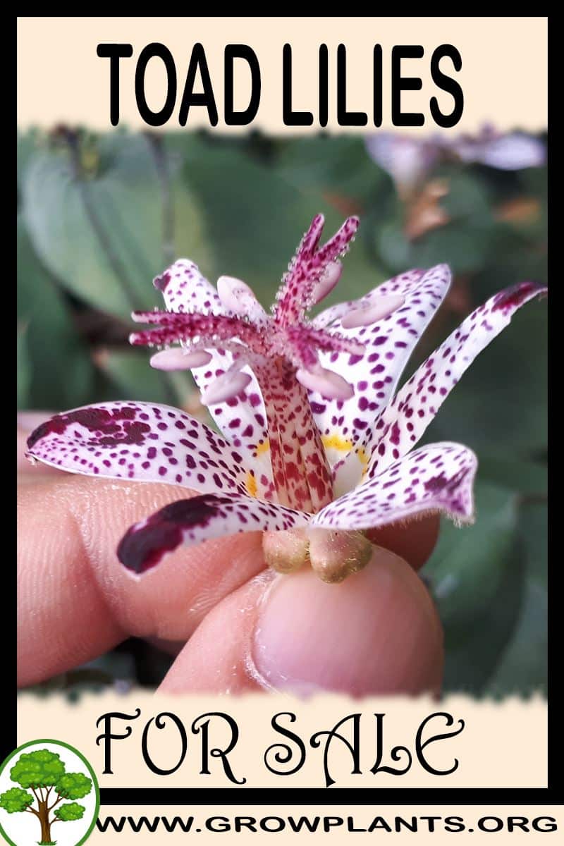 Toad lilies for sale
