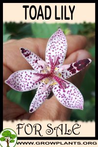 Toad lily for sale