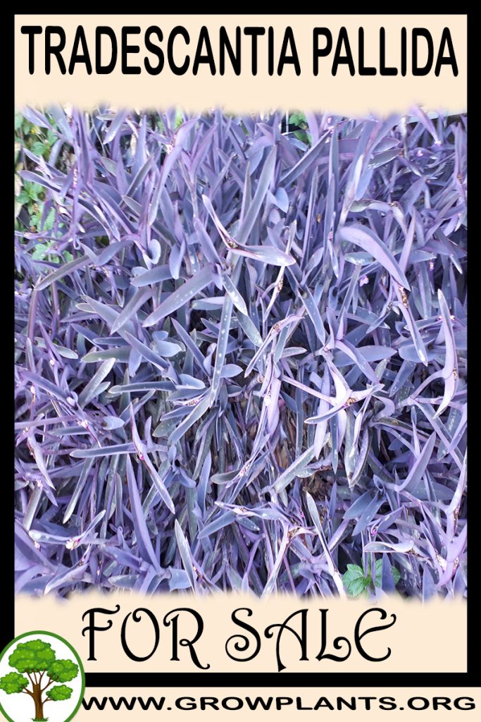 Tradescantia pallida for sale
