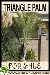 Triangle palm for sale