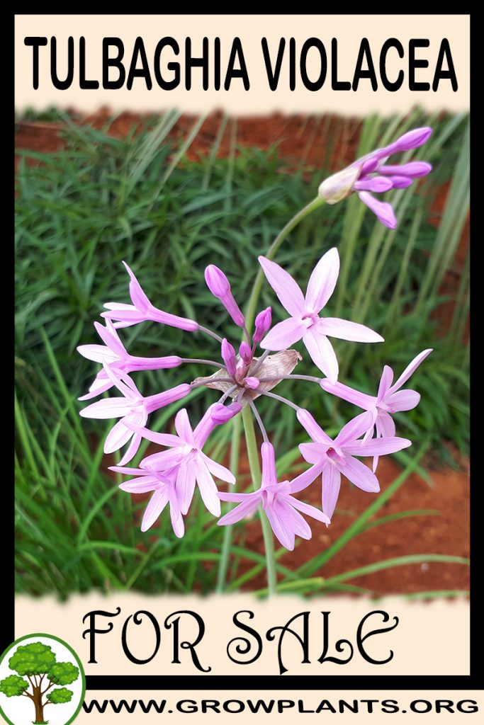 Tulbaghia violacea for sale