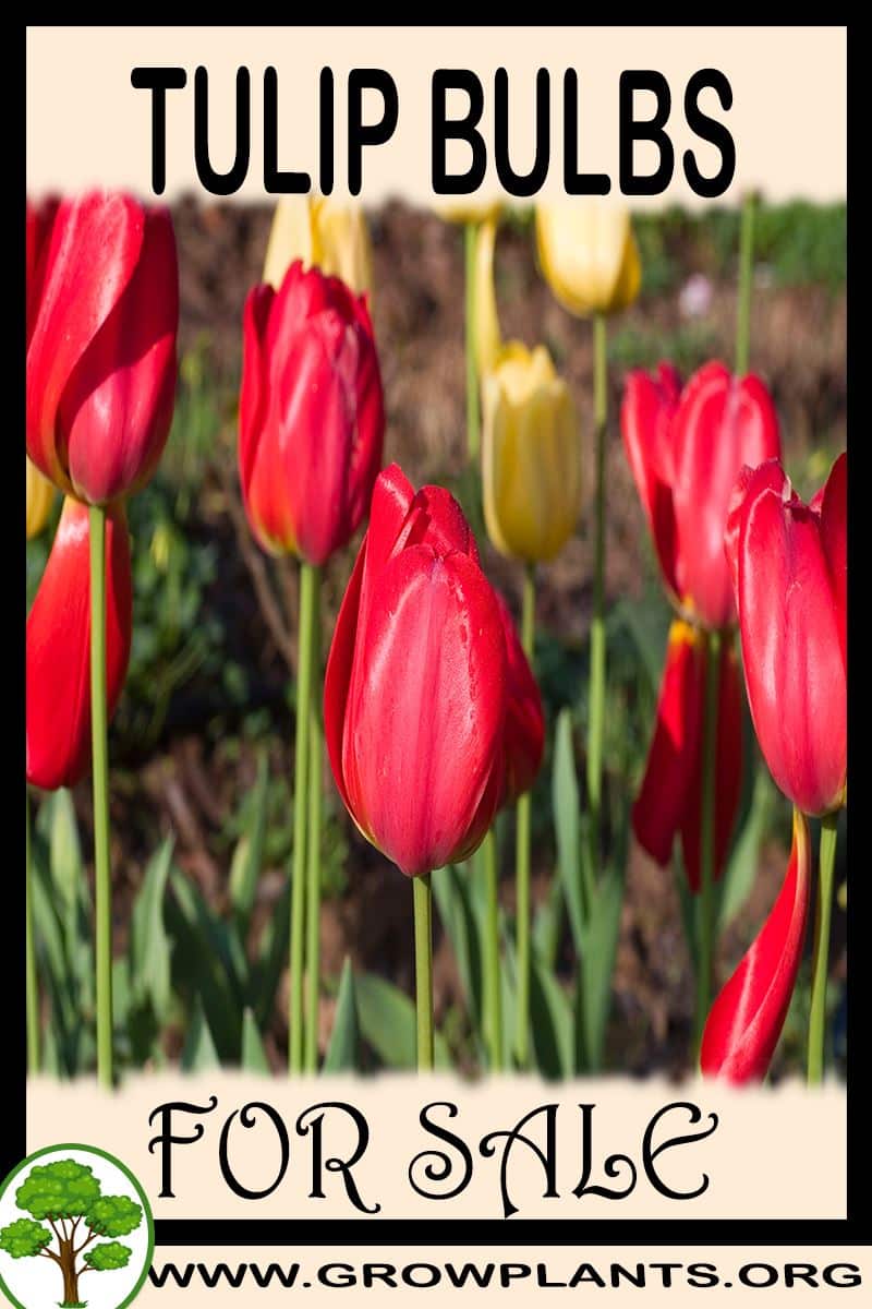 Tulip bulbs for sale