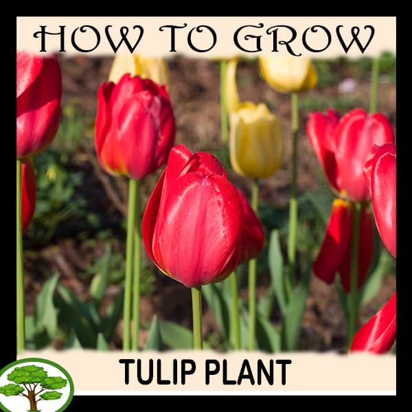 Tulip plant - all need to know